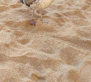 Praia de Nossa Senhora da Rocha