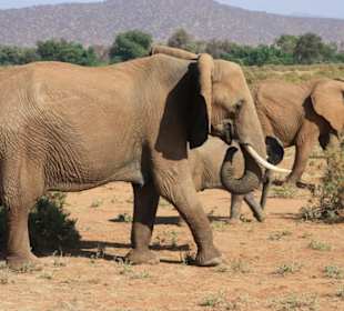 Julius Tact / JT Safaris