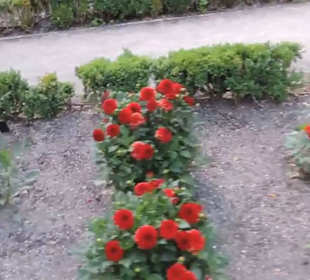 Real Jardín Botánico de Madrid