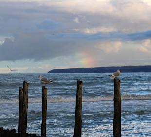 Möwen am Tromper Wiek