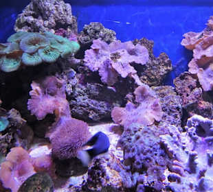 In der Aquarienwelt des Nautiland