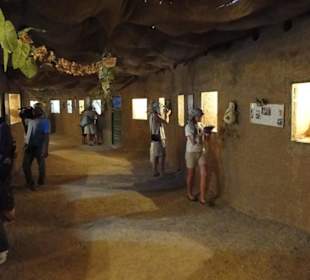 Das "Horror"- Terrarium! 