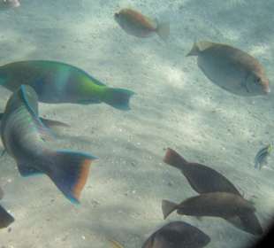 Такие рыбы плавают прямо возле вас!