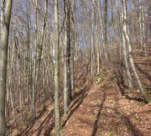 Burgruine Hohenwittlingen