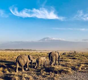 Amboseli- mit Kilimandscharo