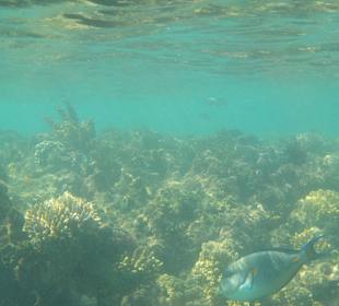 Schnorcheln Hurghada