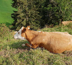 Wandern Hochrindl/Sirnitz