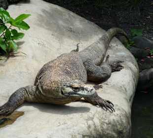 Komodowaran