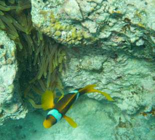 Ausflug Giftun Inseln