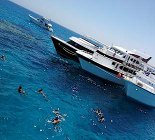 Delfin Tour Hurghada