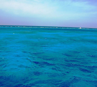 Dolphintour mit Oototo zum Zweiten