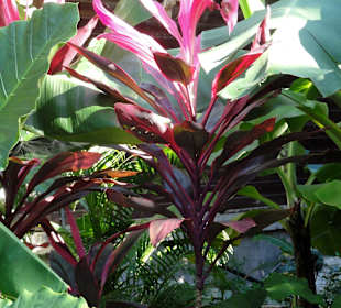 Impressionen aus dem Jardin Botanique de Deshaies