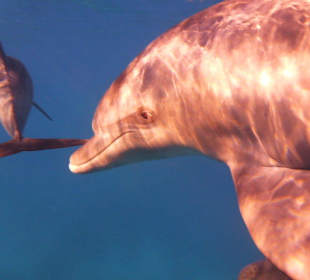 Ägypten ein wunderschönes Schnorchelgebiet