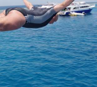 Delphin Ausflug