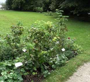 Rosengarten auf der Roseninsel