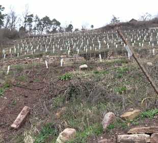 Unterjesinger Wengertwegle