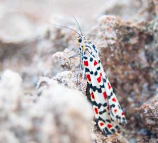 Punta de n'Amer Schmetterling