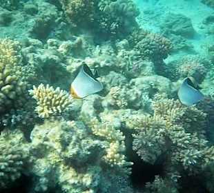 Hausriff Arabella Azur Beach