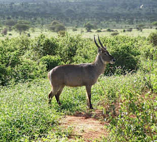 Tsavo West