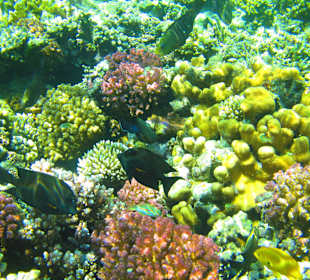 Подводный мир Красного моря!