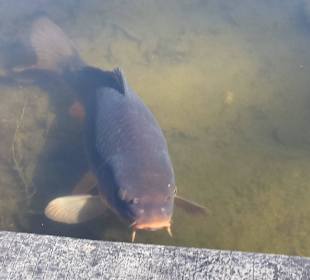 Frühling im Westfalenpark Dortmund