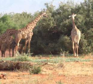 Schon wieder Giraffen