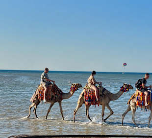 Reiten & Kamelreiten Dana Beach