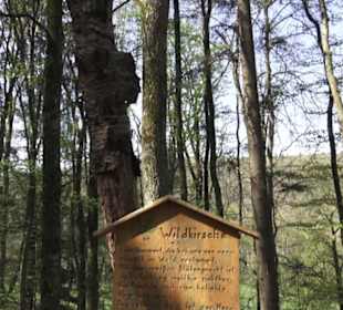 Waldlehrpfad an der Lauter