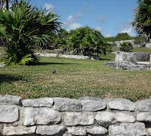 Landschaft von Tulum