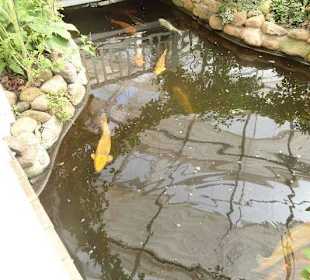 Kois im Innenteich