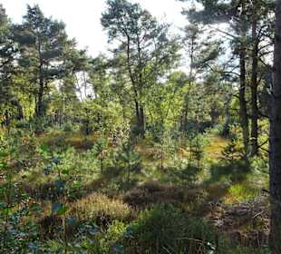 Eindrücke aus dem Großen und Weißen Moor