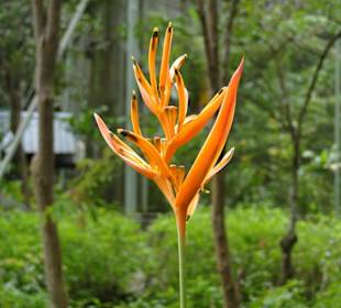 Poring Hot Springs - Schmetterlingsgarten