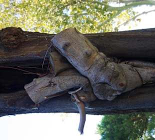 Der Topkapi-Palast 2Arten in einem