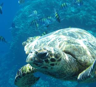 Die Hausriff-Schildkröte = Nicht anfassen!