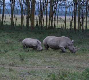 Nashörner