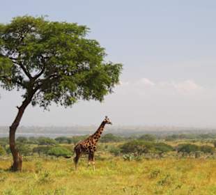 Giraffe im Murchison-Falls-Nationalpark