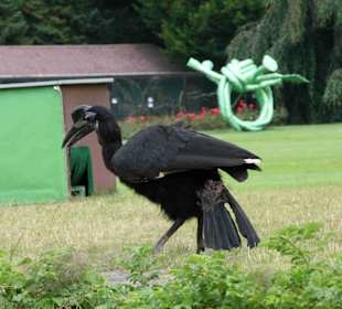 Vogelpark Walsrode