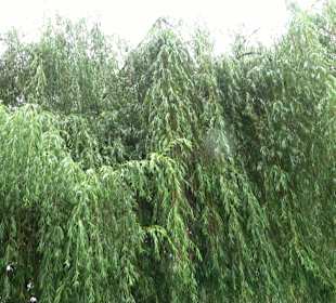 Baumlehrpfad Glacis Park