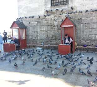 Tauben auf dem Vorplatz