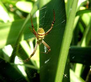 Royal Botanic Gardens