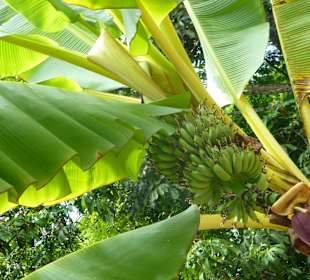 Banane direkt vor der nase am Baum