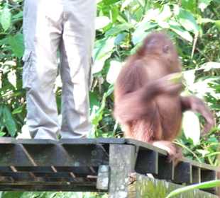 Auf der Fütterungs-Plattform