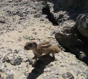 Für ein paar Nüsse tu ich "fast" alles