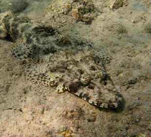 Krokodilfisch am Nordriff