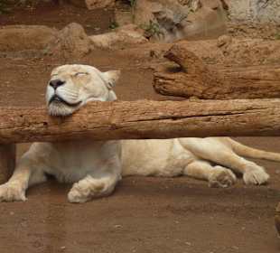 Ausruhen im Dschungelpark