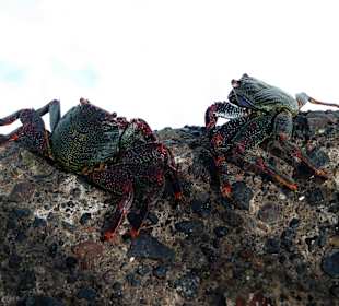 Wandern Puerto de la Cruz