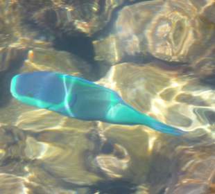 Unterwasser am Hausriff Hotel Arabia Azur