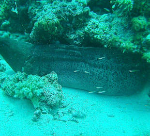 Tauchen bei der DiveConnection über Oototo gebucht