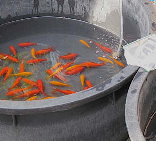 Frischer Fisch