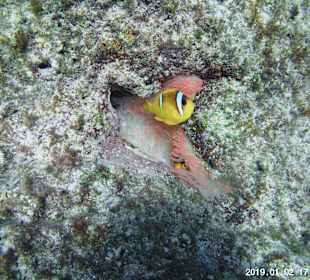 Schnorcheln Abu Dabbab